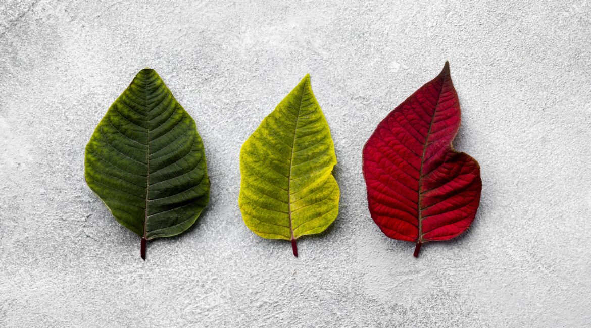 Trzy liście symbolizujące trzy najważniejsze zadania w kalendarzu każdego dnia